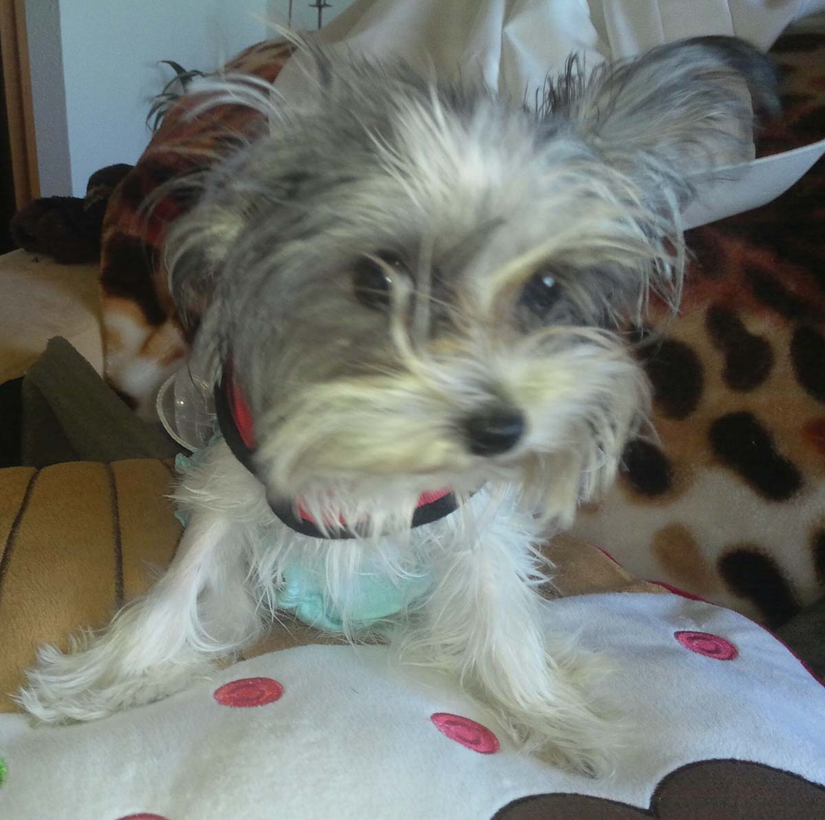 IMG_20150506_111852~01 