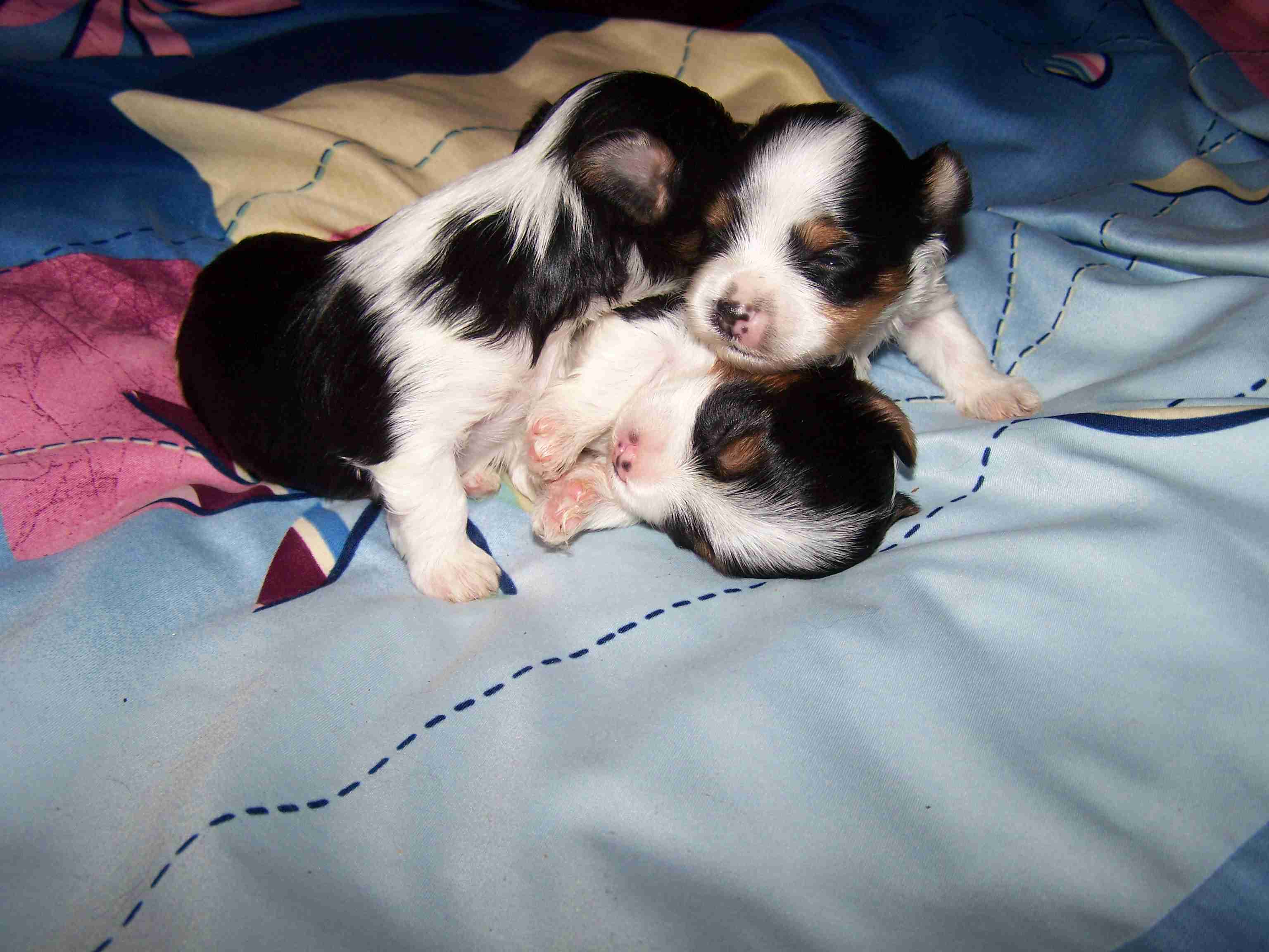 image003