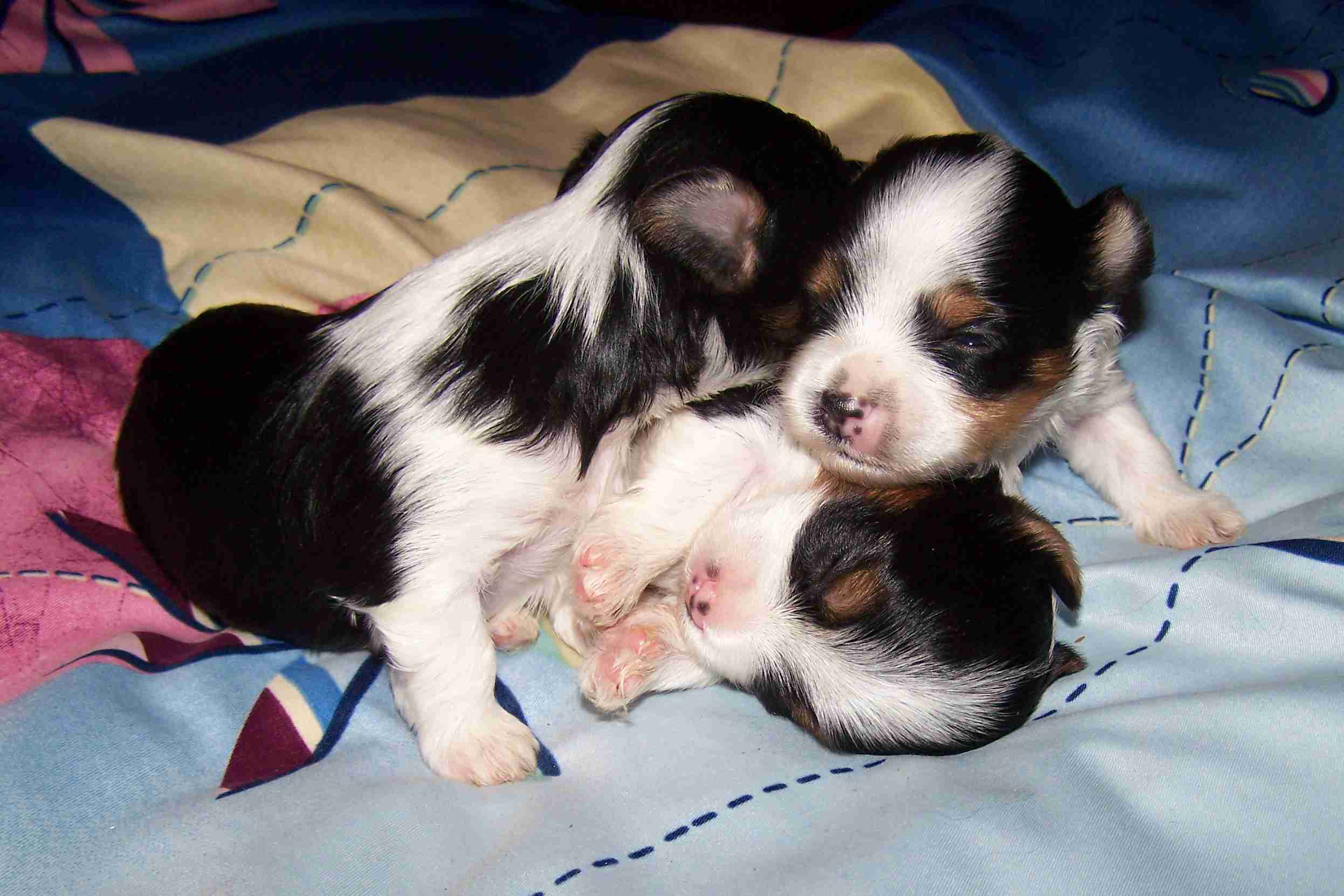 image004
