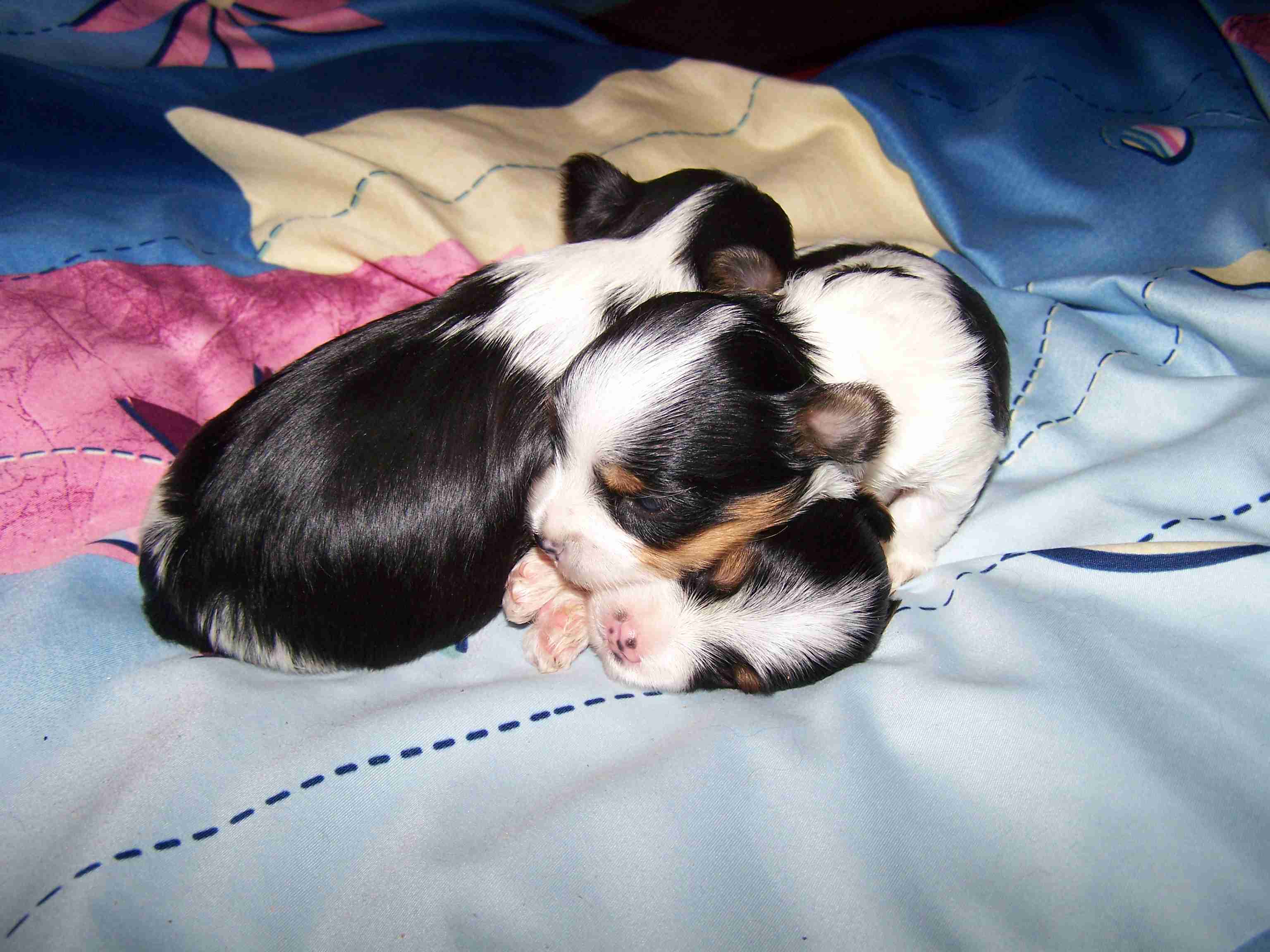 image005