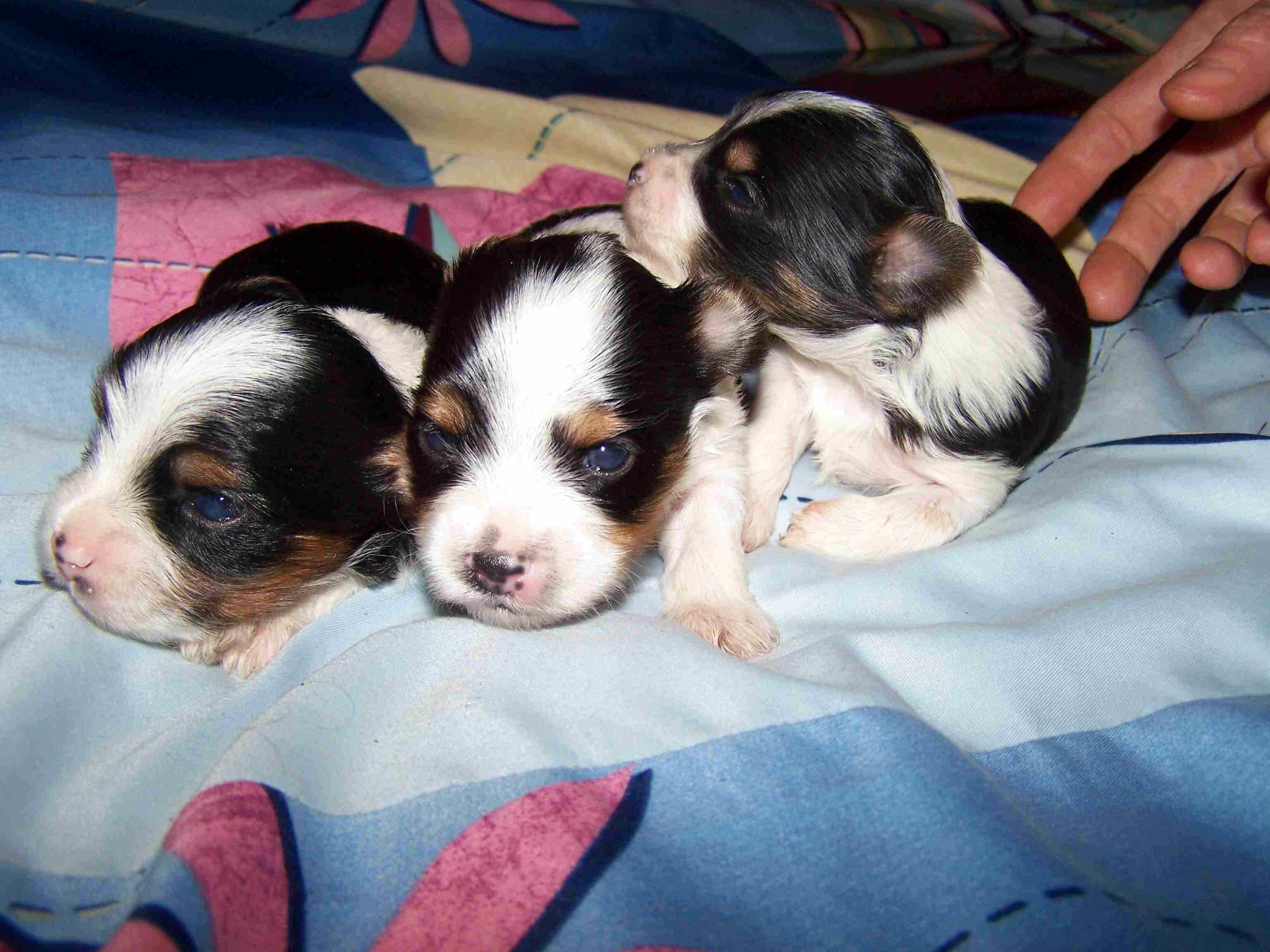 image008 