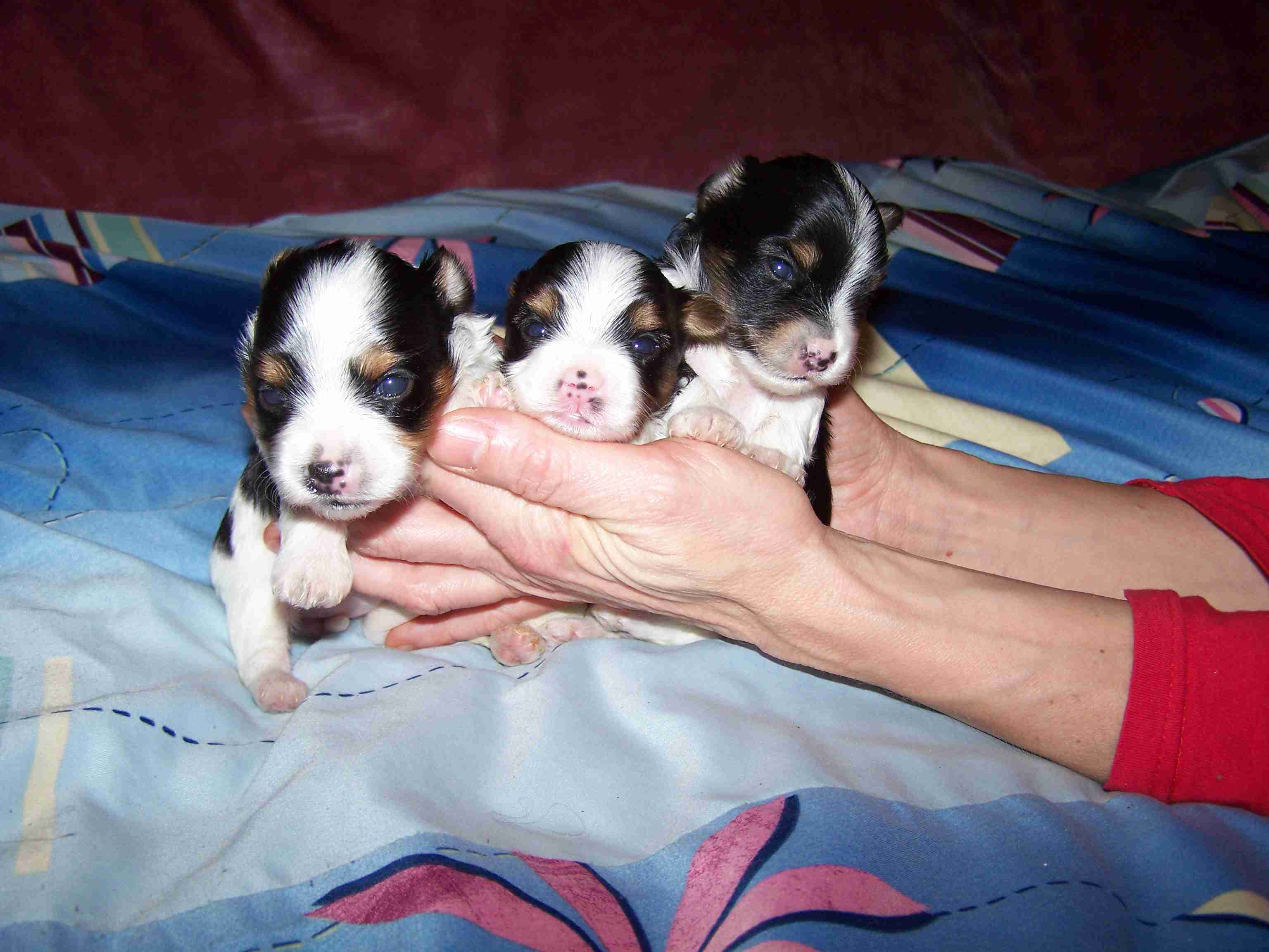 image015 