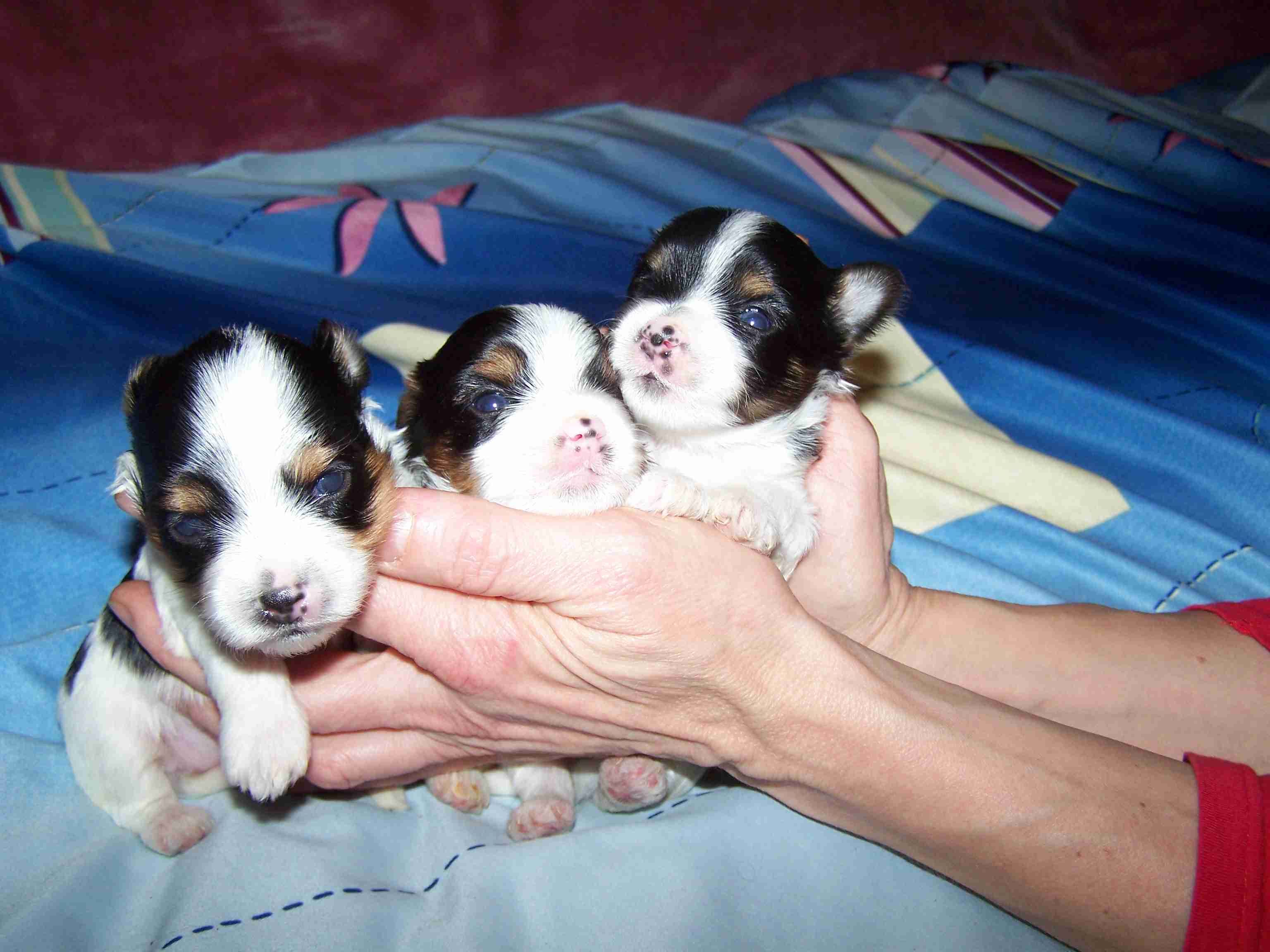 image017 