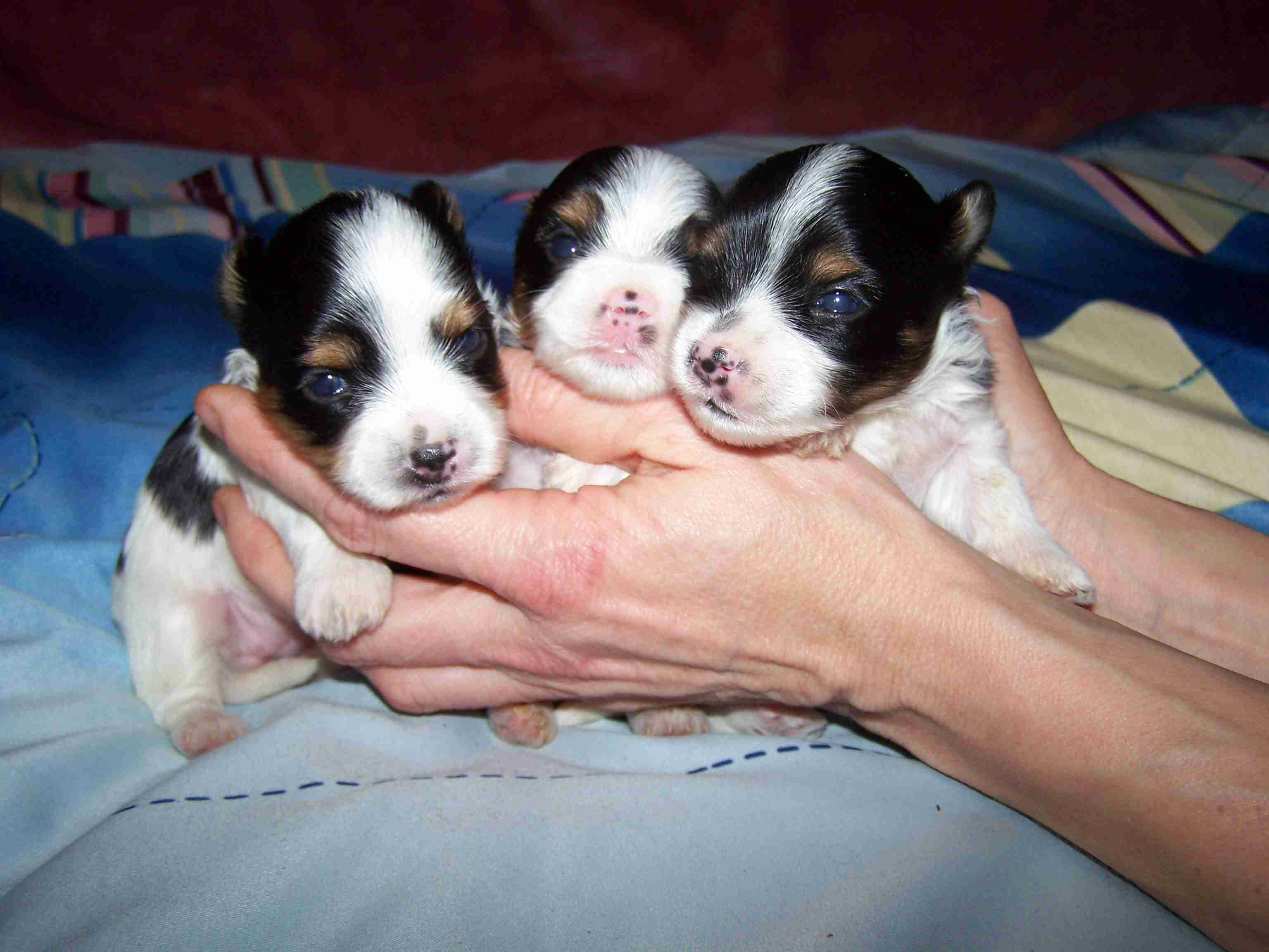 image019 