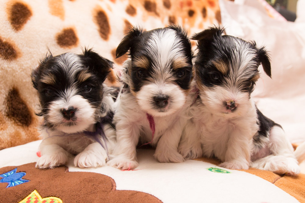 Hundefuerwebseite-10  