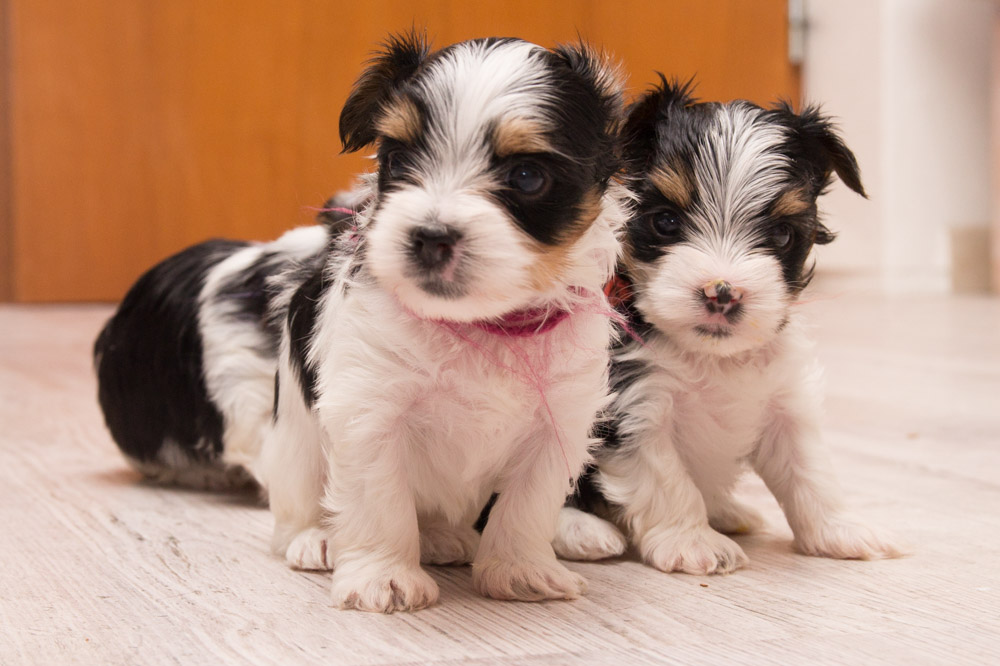 Hundefuerwebseite-11  