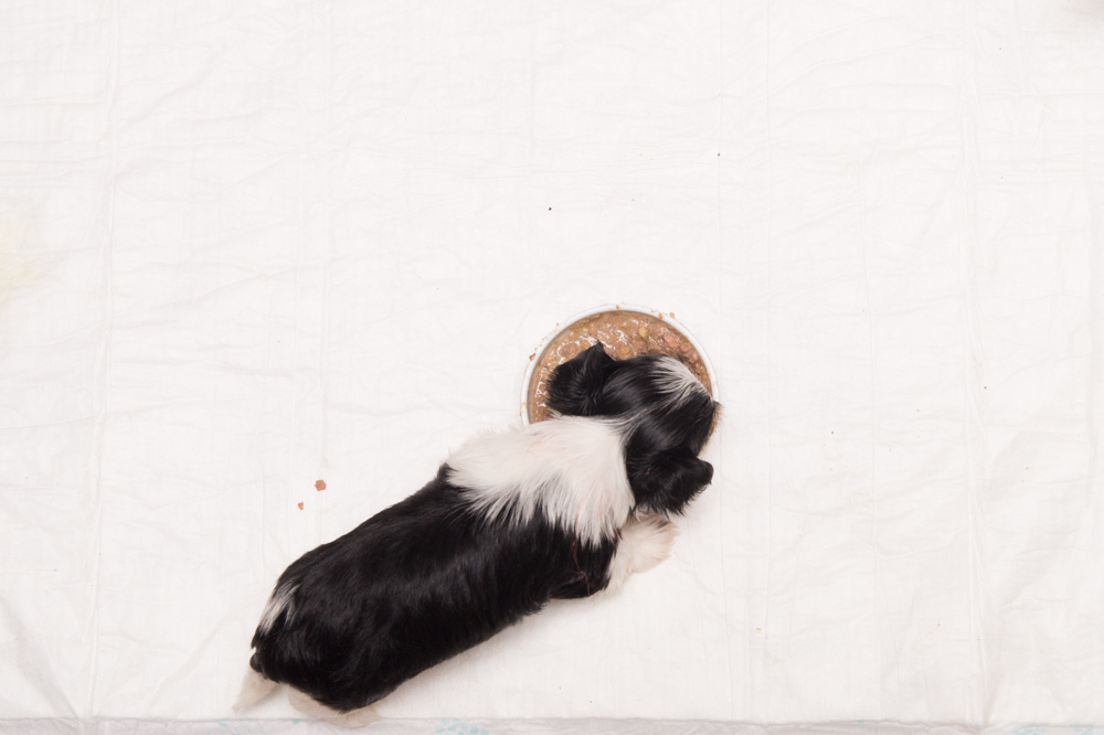 Hundefuerwebseite-12  