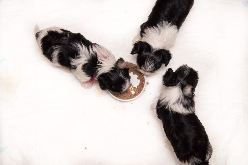 Hundefuerwebseite-14  