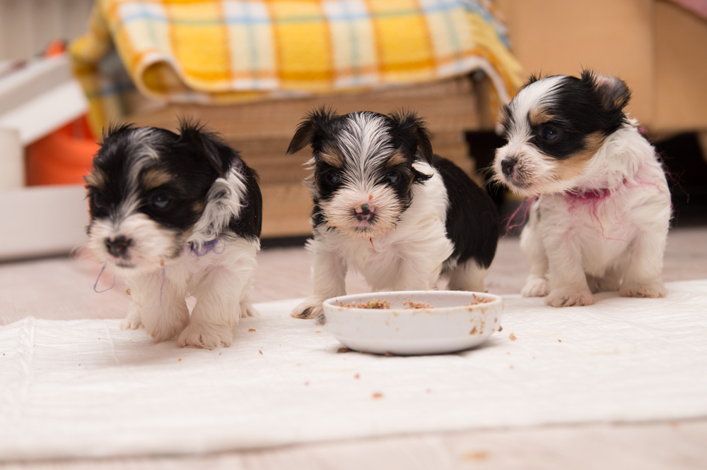 Hundefuerwebseite-16  