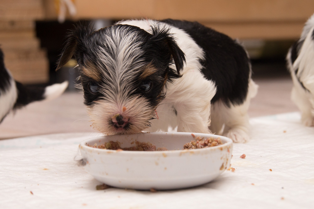 Hundefuerwebseite-17  