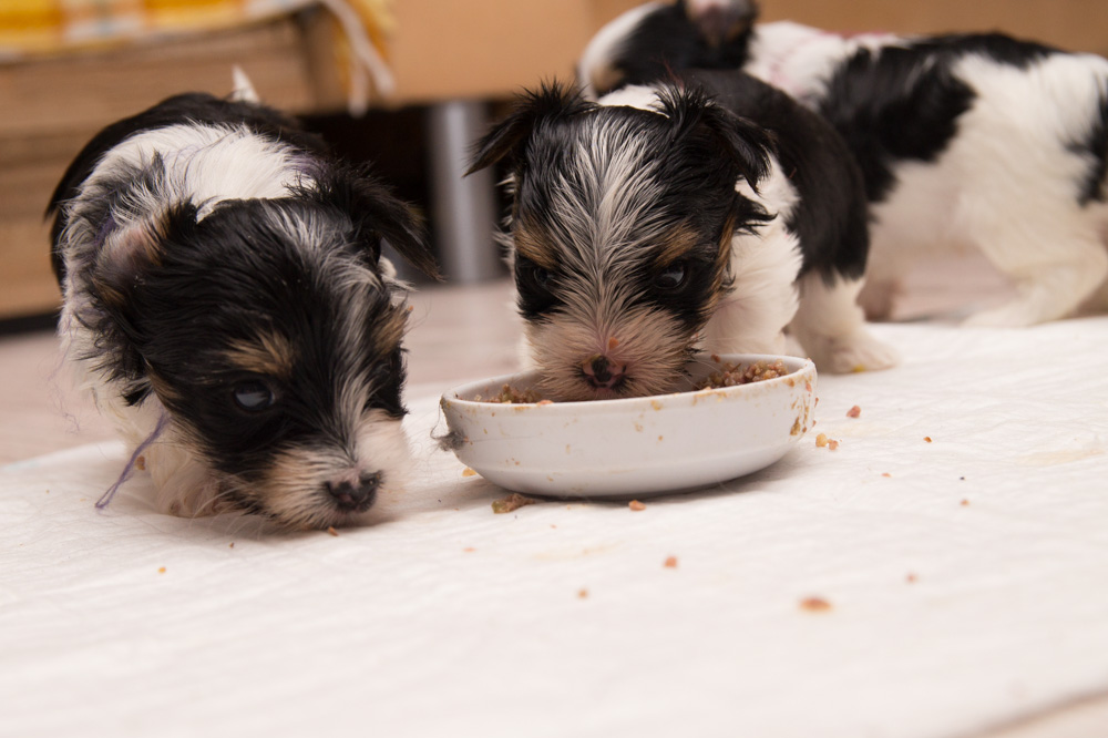 Hundefuerwebseite-18  