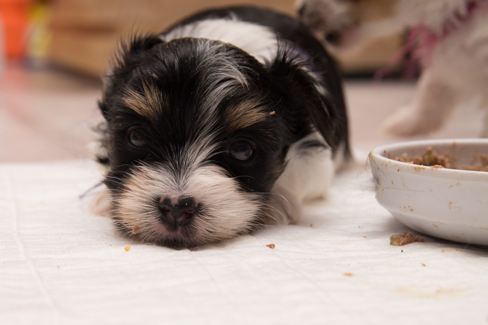 Hundefuerwebseite-19  