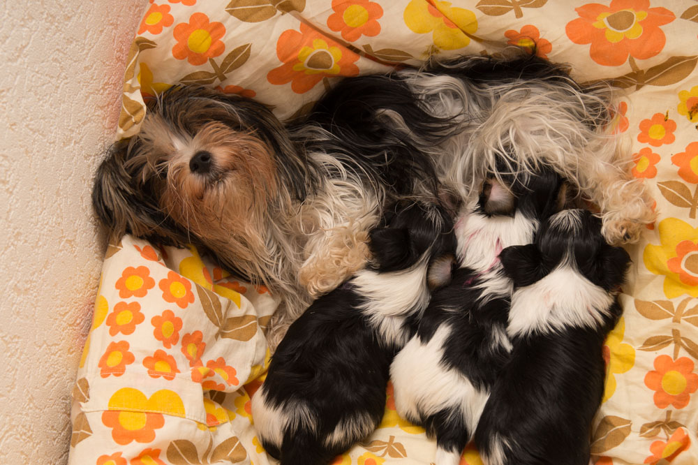 Hundefuerwebseite-20  