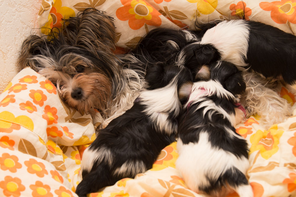 Hundefuerwebseite-21  